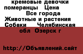 кремовые девочки померанцы › Цена ­ 30 000 - Все города Животные и растения » Собаки   . Челябинская обл.,Озерск г.